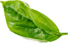 leaf 2